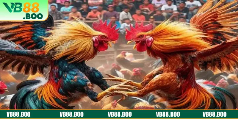Bật mí bí kíp chơi chọi gà hay ho