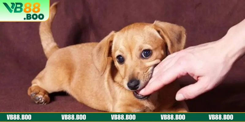 Chiêm bao chó cắn người khác là sao?