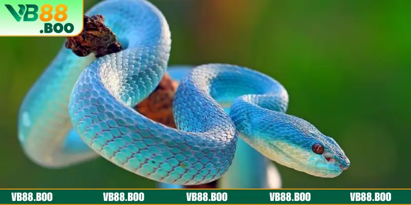 Mơ thấy rắn - Chiêm bao sắp đạt được thành công hay cơ hội may mắn